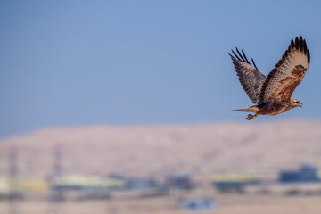 Flying shot of Long legged Buzzard in sky . Common Buzzard flying in desert sky. Action flying shot of bird.
