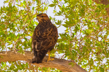 Close up shot of Common Buzzard setting on a tree and relaxing. Common Buzzard Perched on a Tree Branch in shadows...
