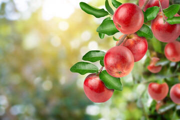 Obraz premium Red apples on tree branch in apple orchard.
