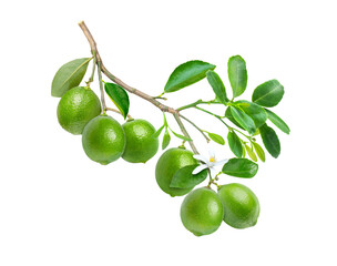 green limes with leaves isolated on white