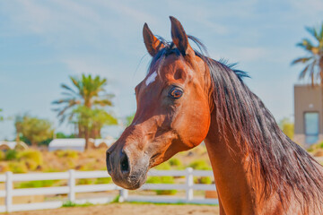 Image of arabian horse in close up with running and stunning look. Majestic Arabian Horse in Motion: A Symbol of Elegance and Strength ..