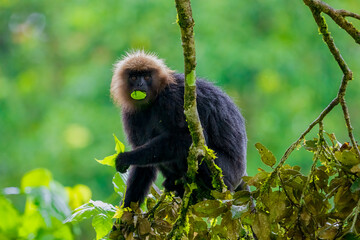 Close-Up of Nilgiri Langur in Trees: A Glimpse of Wildlife in the Forests of South India. Nilgiri Langur setting in trees during the raining season in Kerala Forest...