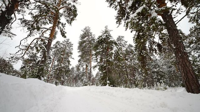 winter tracked forest at sunset