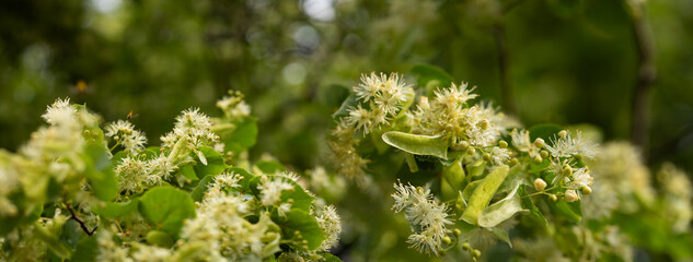 kwiaty lipy podczas kwitnienie, linden flowers  © meegi