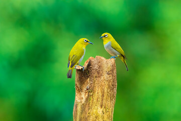 Indian White-eye Bird also called Oriental white Eye , 2 brirds perched on a Tree Branch in Natural Habitat. Birds love...