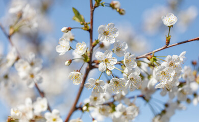 A tree with white flowers is in full bloom