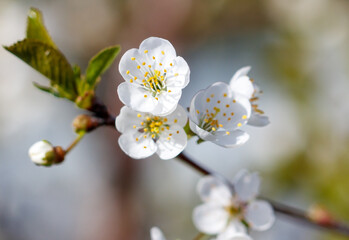 A close up of a white flower with a green stem