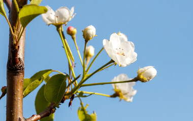 A tree with white flowers blooming in the sun