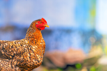 Close up portrait of chicken at countryside. A bantam is any small variety of fowl, country side exemplifying free-range poultry living in a natural habitat.