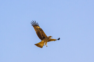 Bird of prey Black kite (Milvus migrans) flying isolated on a clean background. Black kite bird in flight. The hawk (Black kite) during the migration.