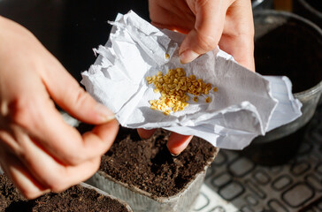 A person is holding a handful of seeds and placing them on a piece of paper