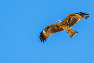 .Bird of prey Black kite (Milvus migrans) flying isolated on a clean background. Black kite bird in flight. The hawk (Black kite)