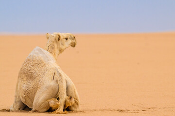 Wild desert camel portrait view in desert isolated view. Wild Desert camel setting in hot desert...