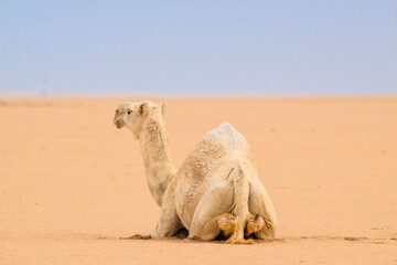 Wild desert camel portrait view in desert isolated view. Wild Desert camel setting in hot desert...