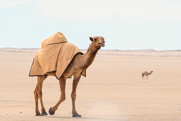 Wild desert camel portrait view in desert isolated view. Wild Desert camel roaming on desert...