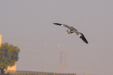 Flying portrait shot of gray heron birds. Gray heron bird landing on water with wings fully opened.