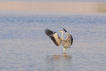 Flying portrait shot of gray heron birds. Gray heron bird landing on water with wings fully opened...