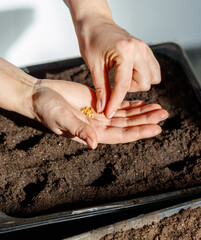 A person is planting seeds in a garden