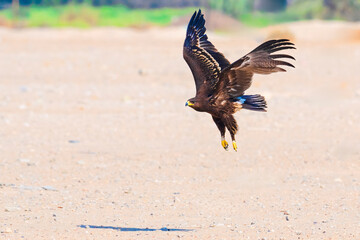 Portrait image of Greater Spotted Eagle (Lophaetus clangus) bird flying in sky . Isolated background.