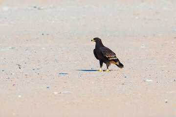 Portrait image of Greater Spotted Eagle (Lophaetus clangus) bird. Isolated background...