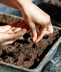 A person is planting a seed in a small container