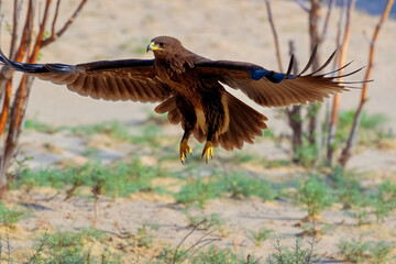 Portrait image of Greater Spotted Eagle (Lophaetus clangus) bird flying . Isolated background.