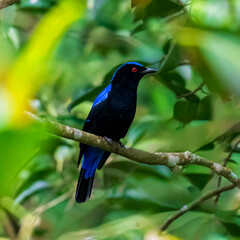 Asian Fairy Blue bird relaxing in a tree bush. Beautiful Asian Blue colour full bird in Indian forest. ..