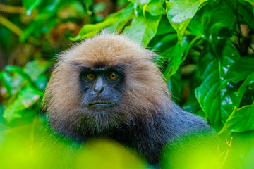 Close-Up of Nilgiri Langur in Trees: A Glimpse of Wildlife in the Forests of South India. Nilgiri Langur setting in trees during the raining season in Kerala Forest.