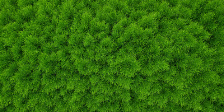 Lush Green Grass Texture Background Image