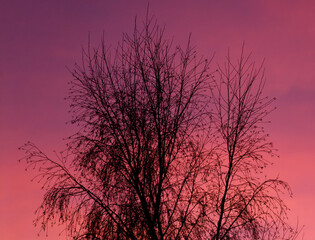 A tree with no leaves is silhouetted against a pink sky