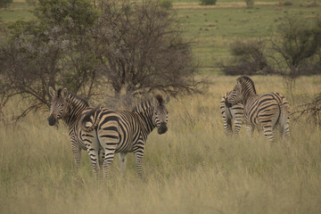 Obraz premium Zebras in the bush field