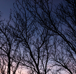A dark sky with a few trees in the foreground