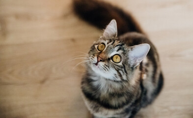 A young tabby kitty sits on the floor and looks up. Pet.