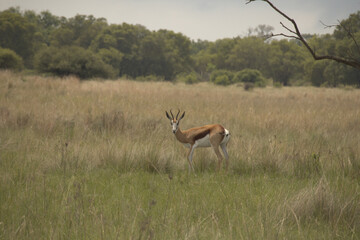 Impala in the bush field