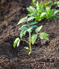 A small tomato plant is growing in the dirt
