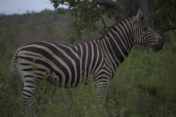 Zebra in the bush field
