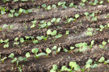 A field of green plants with dirt in between