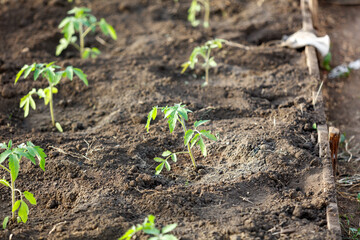 A row of tomato plants are growing in a dirt field