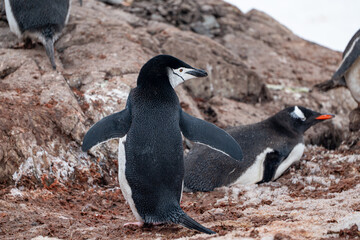 Fototapeta premium Chinstrap penguin (Pygoscelis antarcticus) in Antarctica. Wild n
