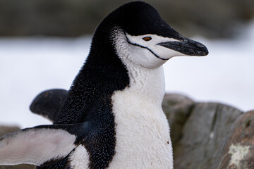 Chinstrap penguin (Pygoscelis antarcticus) in Antarctica. Wild n
