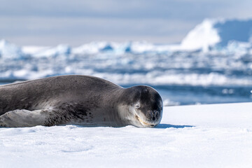 Obraz premium Leopard seal pup in Antarctica.