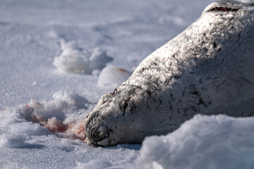 Fototapeta premium Crabeater seal in Antarctica. Wild nature.