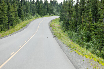 Fototapeta premium A family of willow ptarmigans crossing the road