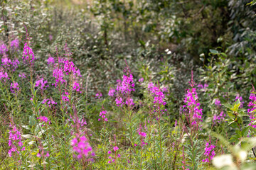 Obraz premium Field of fireweed flowers blooming amidst vibrant greenery