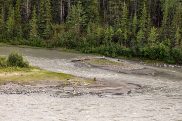 A fork in a river flowing through a lodgepole pine forest