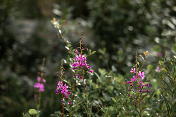 Fireweed flowers blooming amidst vibrant greenery
