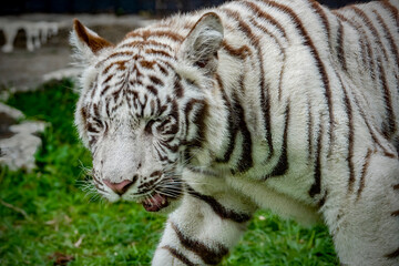 portrait of a juvenile Bengala white tiger