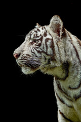 portrait of a juvenile Bengala white tiger