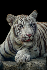 portrait of a juvenile Bengala white tiger