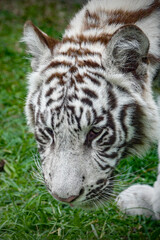 portrait of a juvenile Bengala white tiger